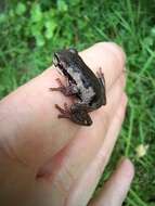 Image of Litoria quiritatus