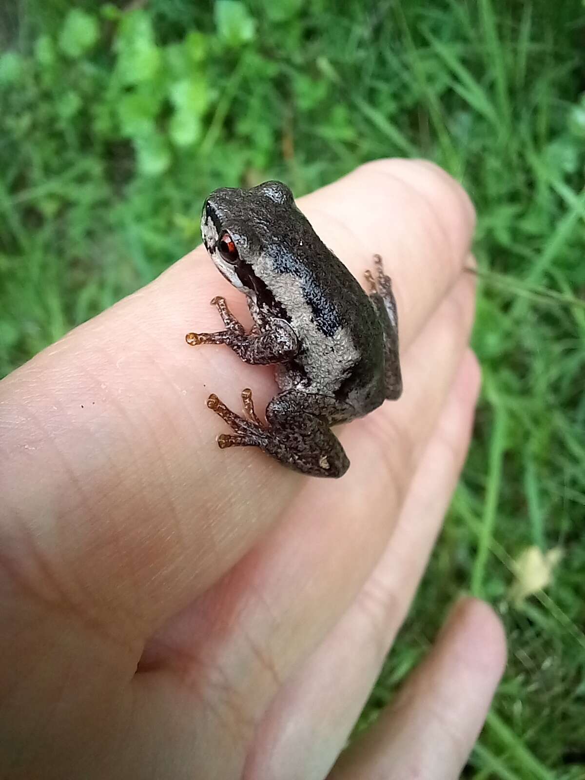 Image of Litoria quiritatus