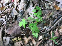 Image de Phacelia ranunculacea (Nutt.) Constance