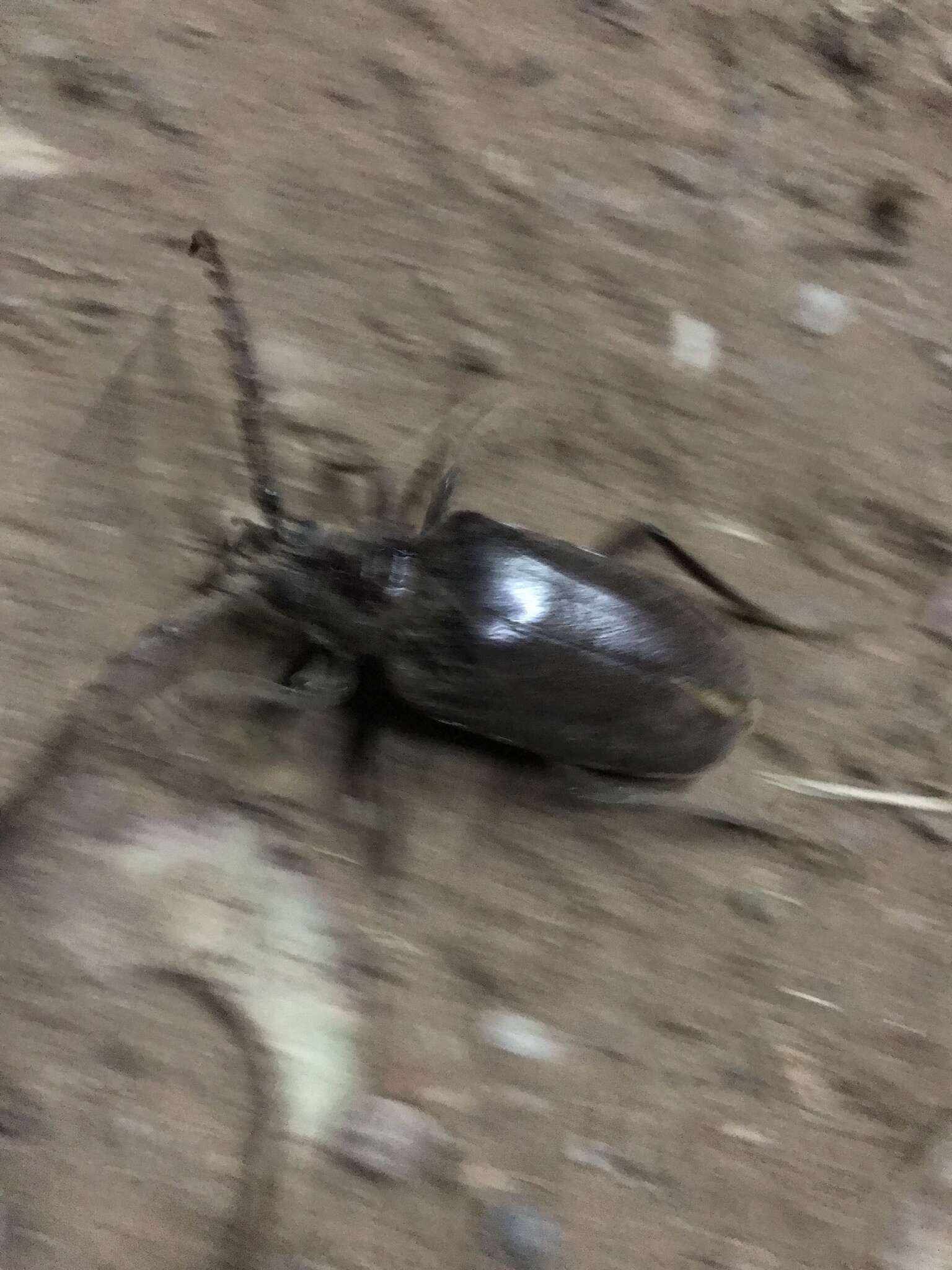 Image of California Root Borer