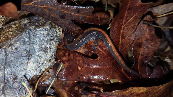 Image of Ozark Zigzag Salamander