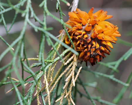 Image of Cedar apple rust