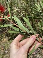 Image of Wallum bottlebrush