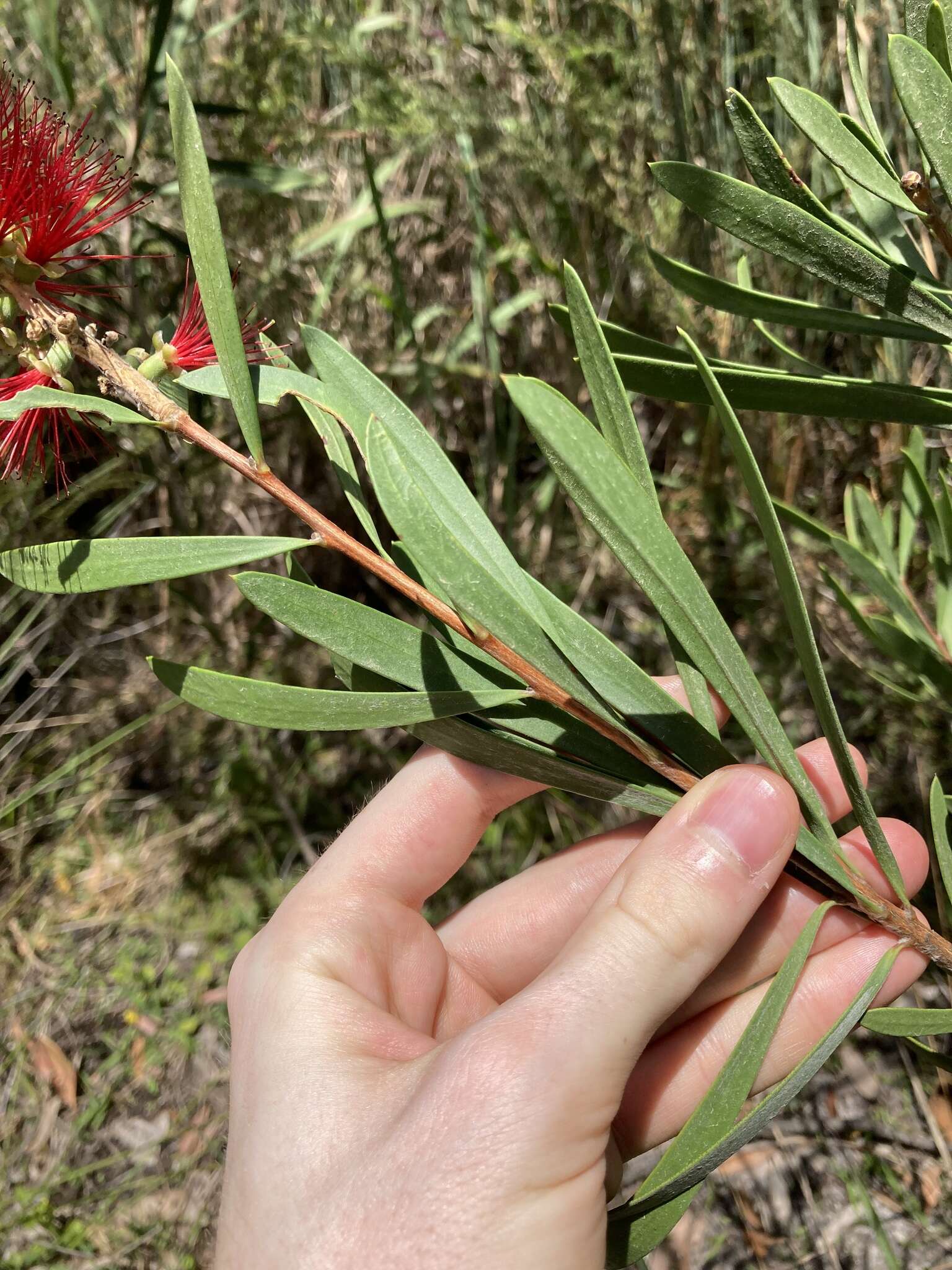 Sivun Callistemon pachyphyllus Cheel kuva