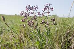 Image of Hesperis tristis L.