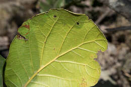 Imagem de Quercus radiata Trel.