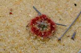 Image of Drosera rechingeri Strid