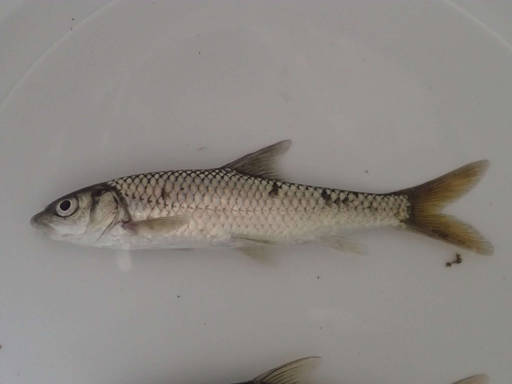 Image of Bushveld smallscale yellowfish