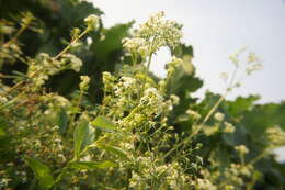 Image of Galium album subsp. album