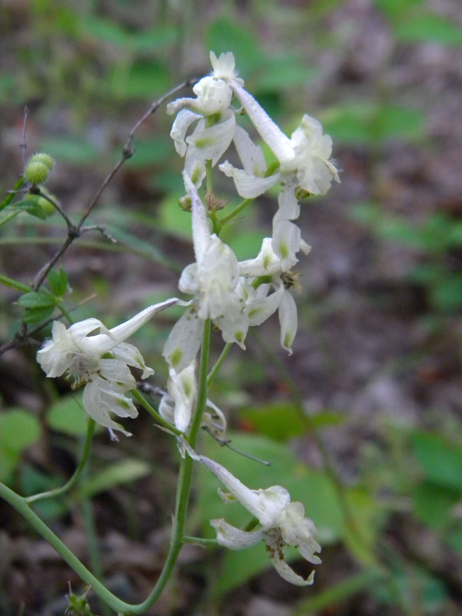 Delphinium xantholeucum Piper的圖片