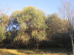 Image of African olive