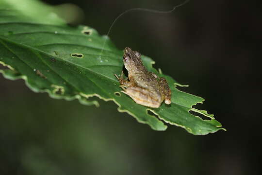 Image of Kadamaian Stream Toad