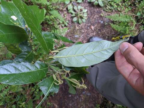 Lithocarpus lepidocarpus (Hayata) Hayata的圖片