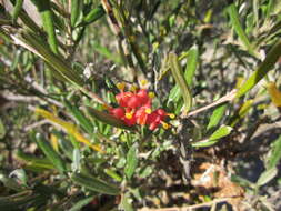 Image of Grevillea fasciculata R. Br.