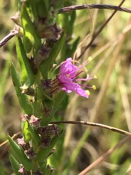 Sivun Ammannia schinzii (Koehne) S. A. Graham & Gandhi kuva