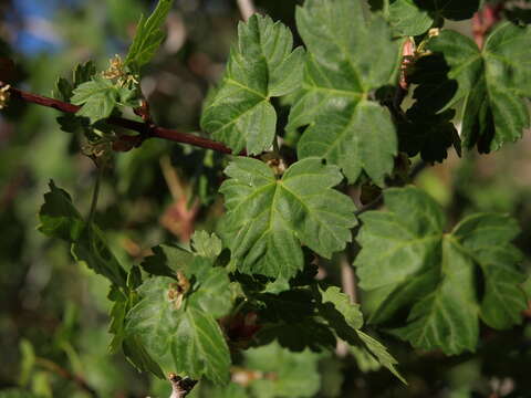 Image of Rocky Mountain maple