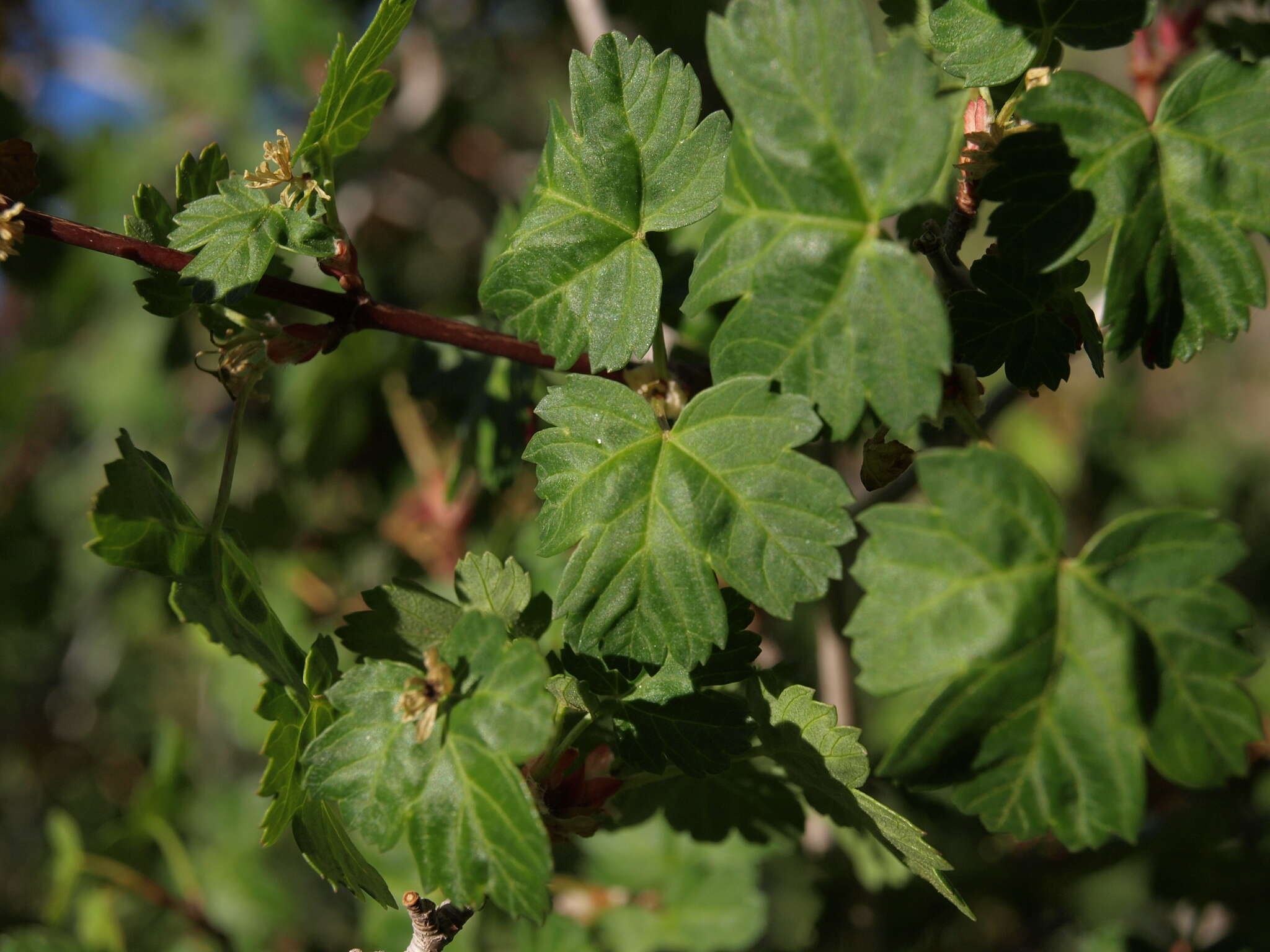 Acer glabrum var. diffusum (Greene) Smiley resmi