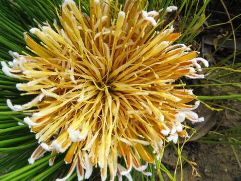 Image of Protea lorea R. Br.