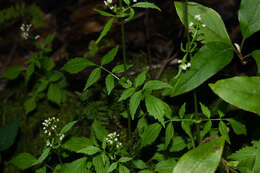 صورة Valeriana sorbifolia Kunth