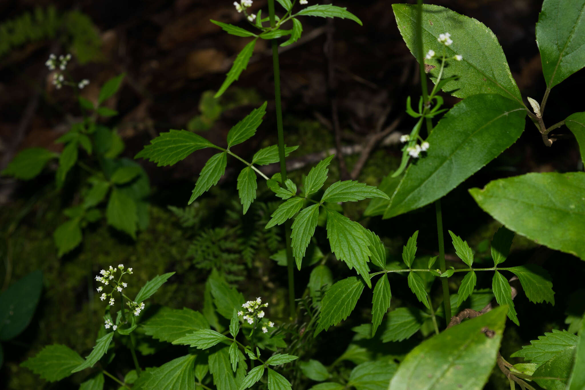 صورة Valeriana sorbifolia Kunth