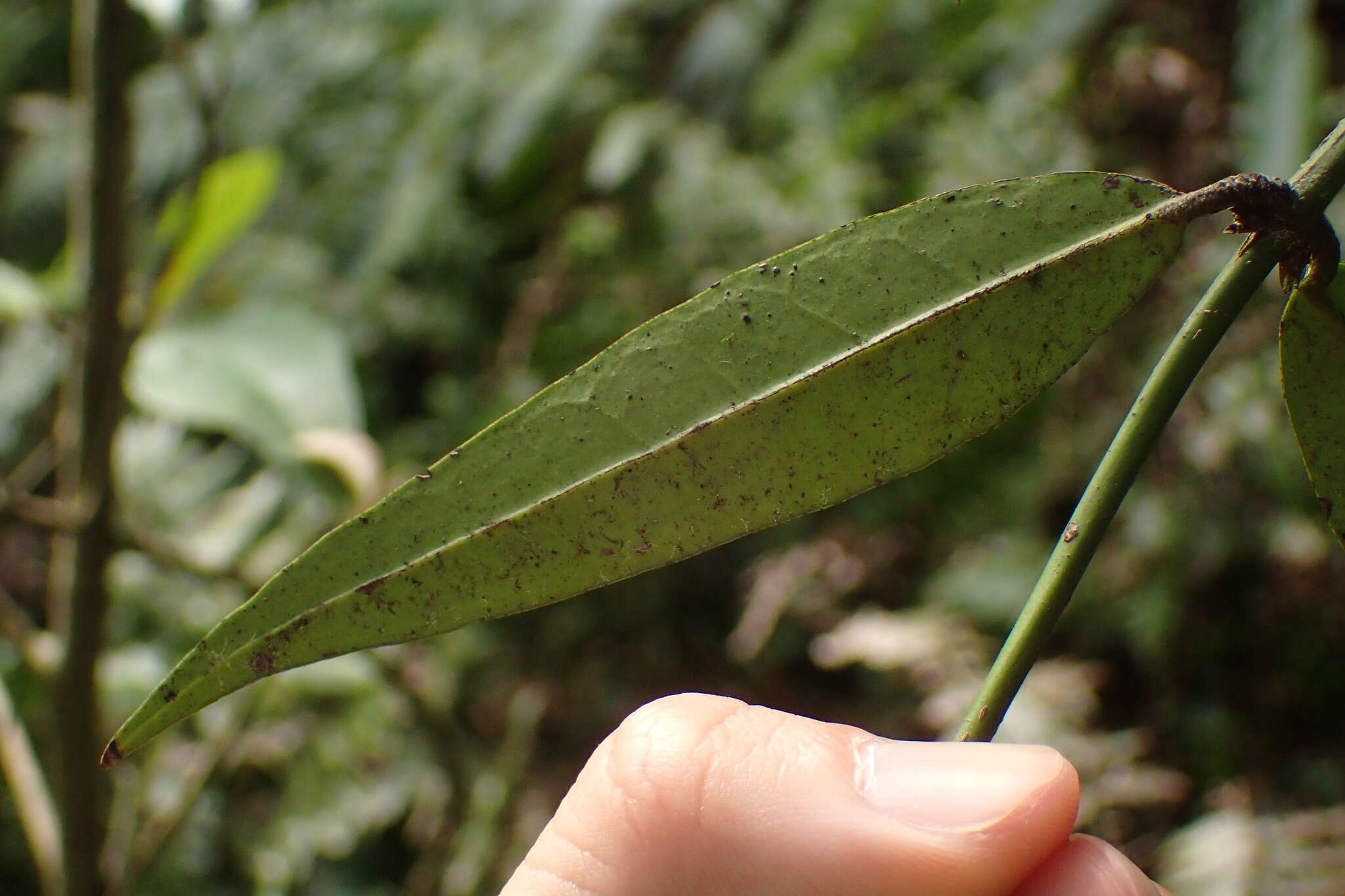 Imagem de Gardneria multiflora Makino