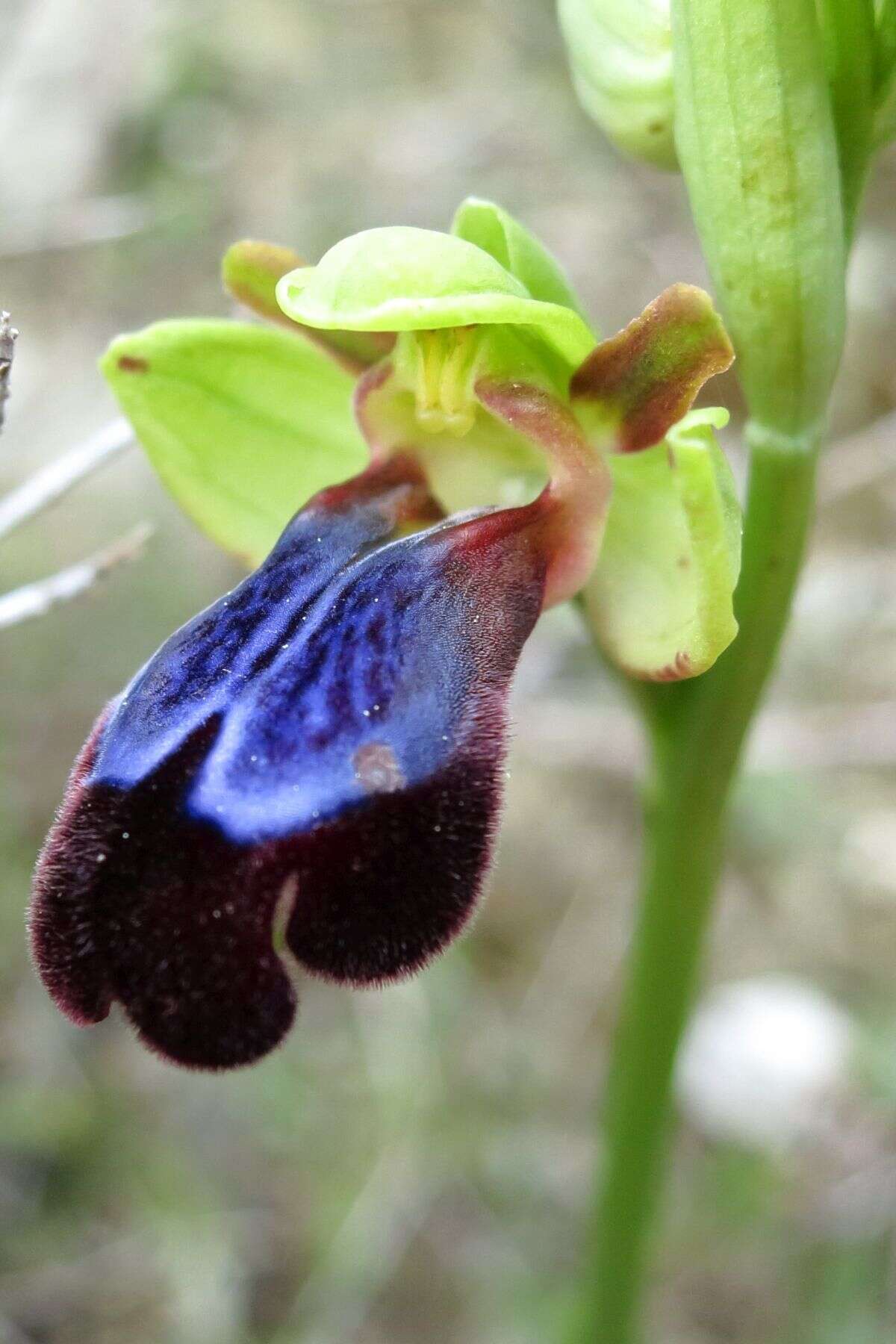 Image of Ophrys fusca subsp. iricolor (Desf.) K. Richt.