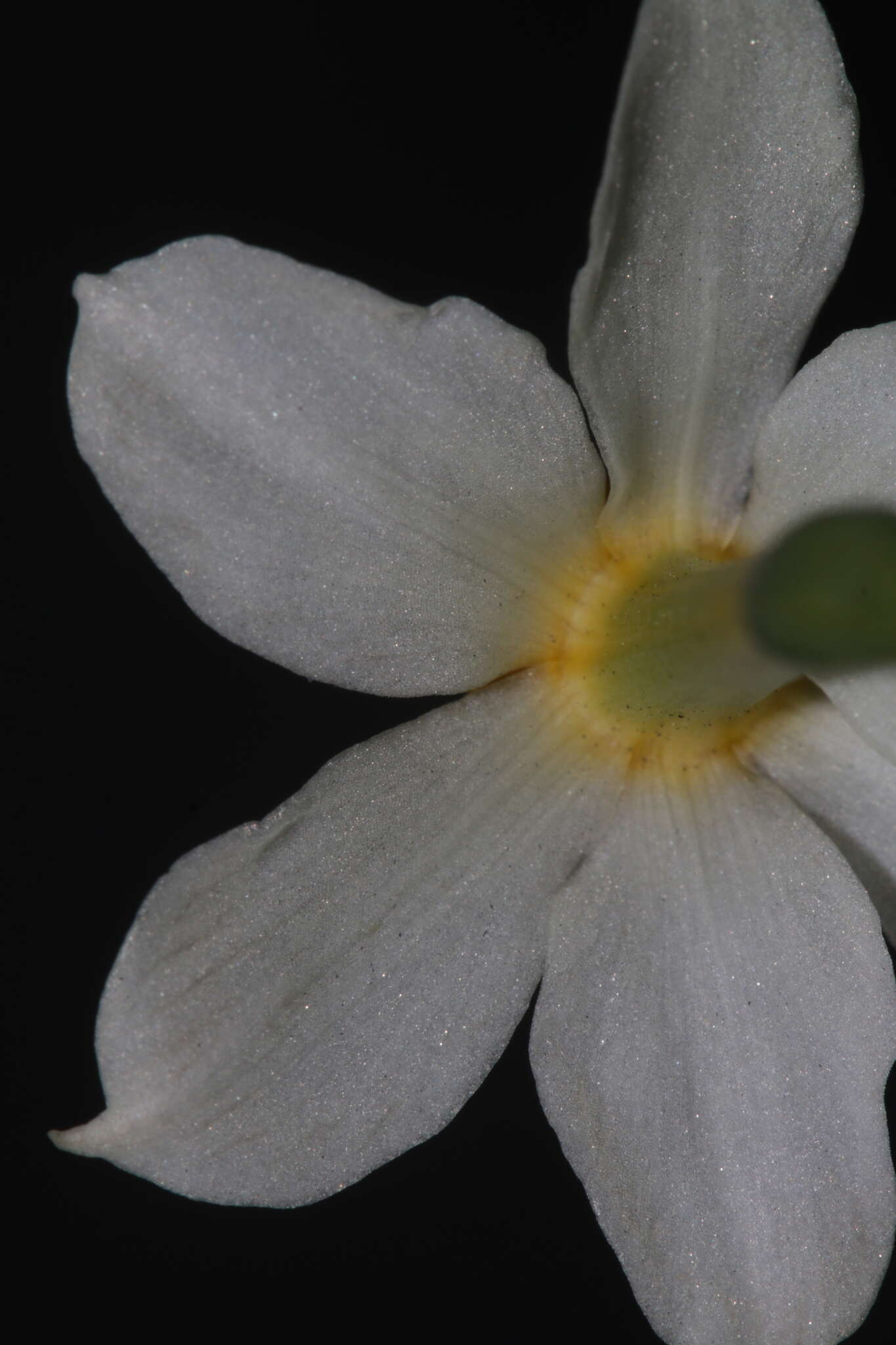 Image of Narcissus tazetta subsp. tazetta