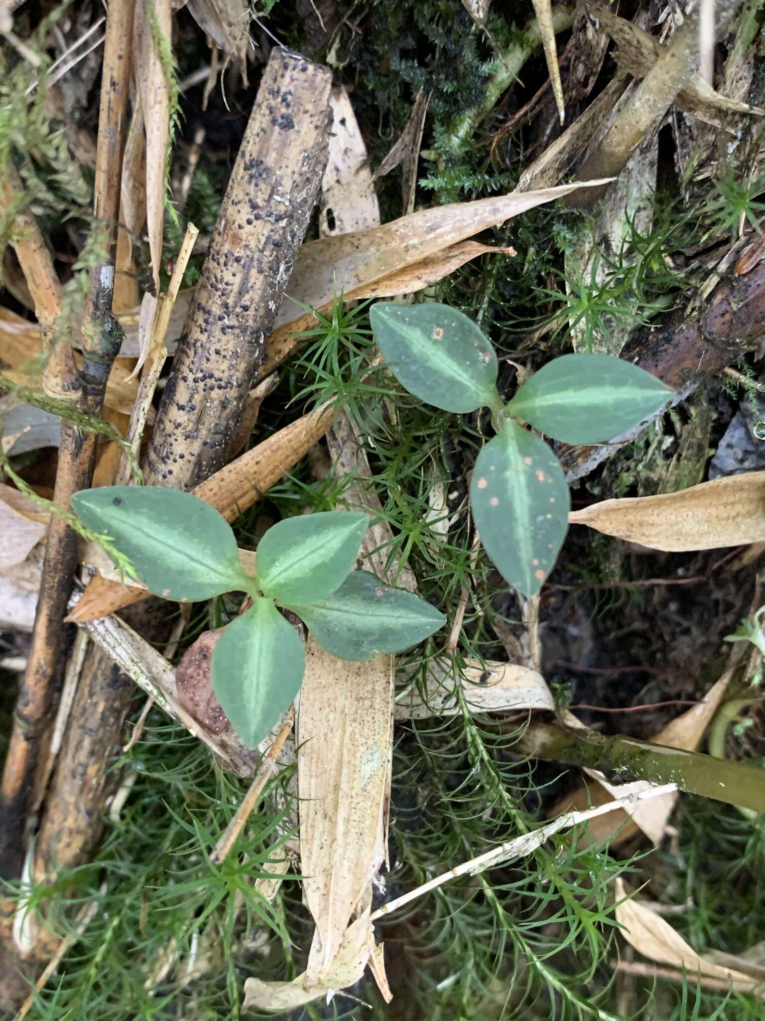 Image of Goodyera nankoensis Fukuy.