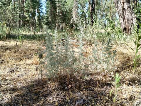 Image of Artemisia austriaca Jacq.