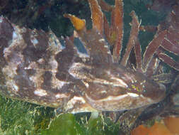 Image of Striped Kelpfish