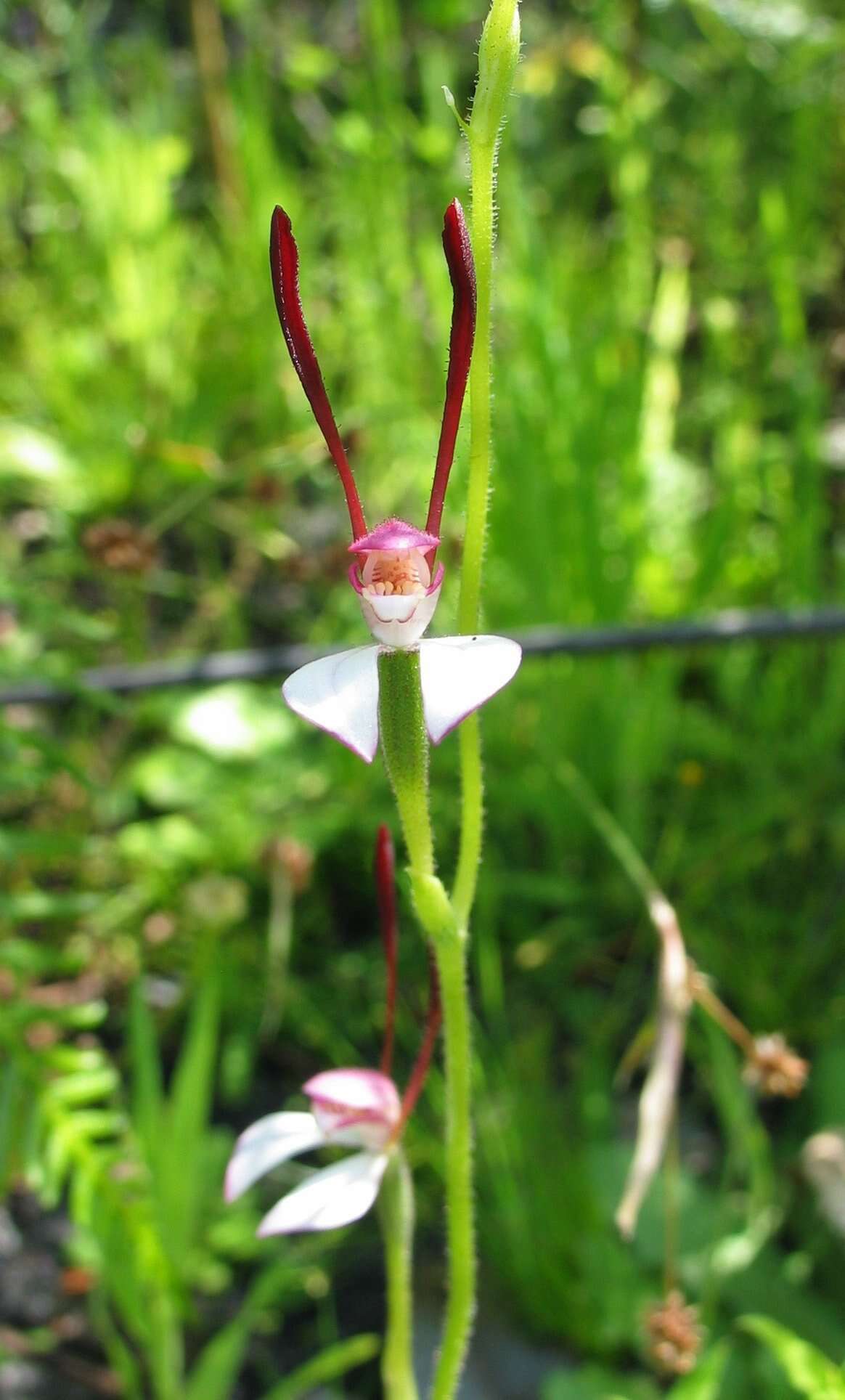 Image of Leptoceras menziesii (R. Br.) Lindl.