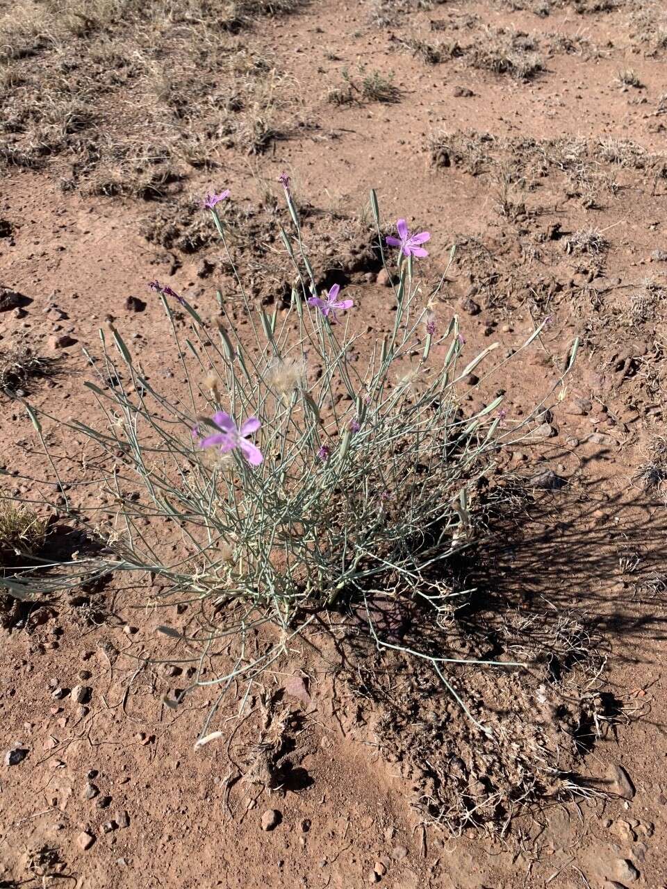 Image of Pecos River skeletonplant