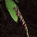 Image of Stelis restrepioides (Lindl.) Pridgeon & M. W. Chase