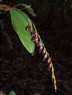 Image of Stelis restrepioides (Lindl.) Pridgeon & M. W. Chase