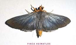 Image of Omiodes fulvicauda Hampson 1898