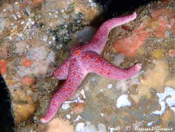 Image of Bloody Henry starfish