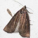 Image of Egone bipunctalis Walker 1863