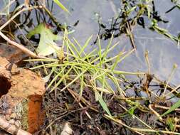 Image of Horse-Tail Crown Grass