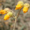 Image of Hermannia decumbens Willd.