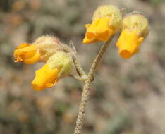 Image of Hermannia decumbens Willd.