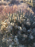 Image of branched pencil cholla