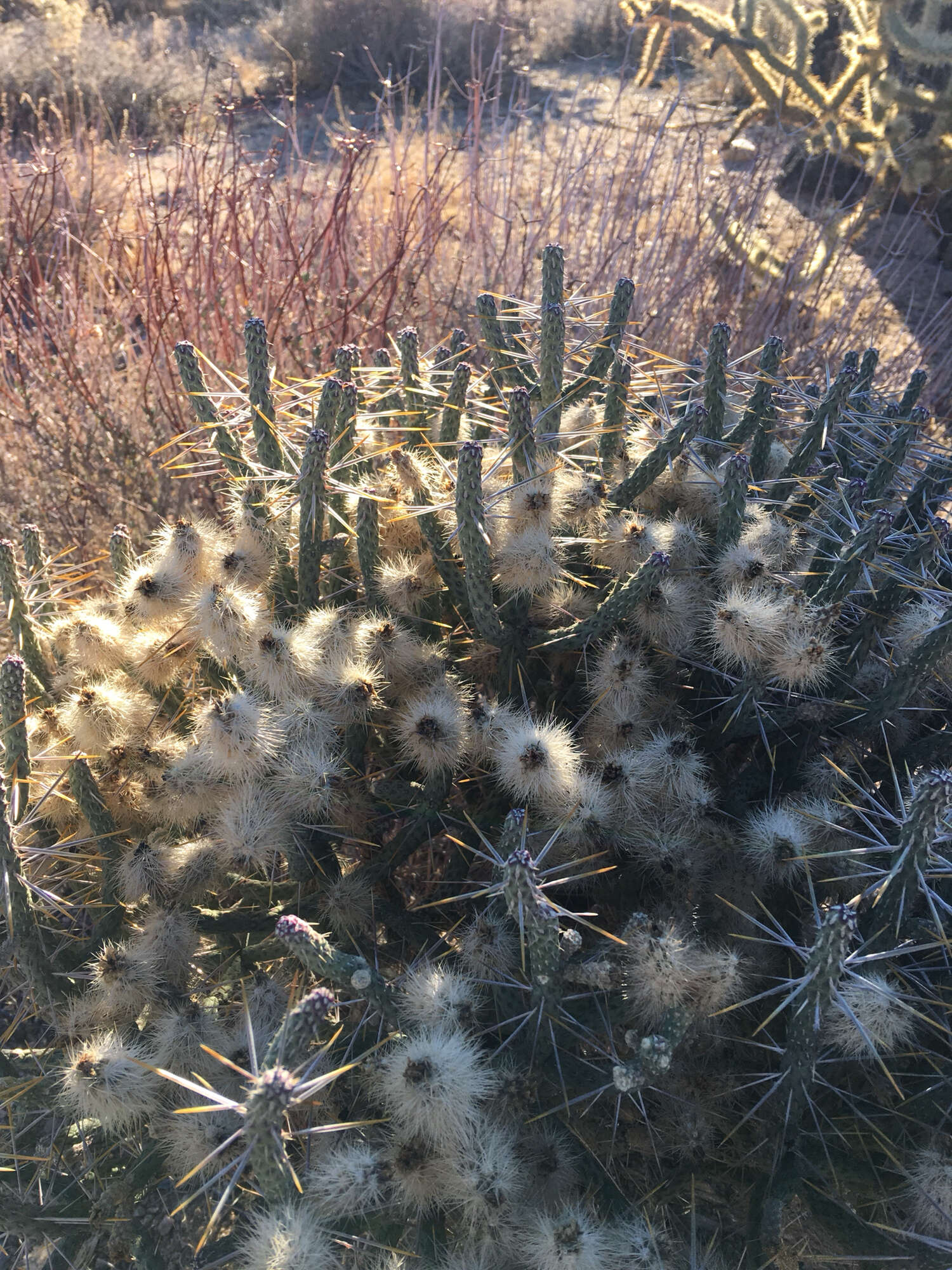 Imagem de Cylindropuntia ramosissima (Engelm.) F. M. Knuth