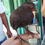 Image of Philippine Megapode