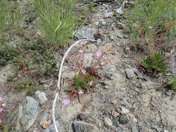 Image of Columbian lewisia