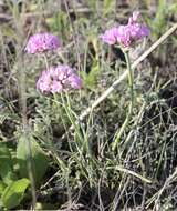 Image of plains onion