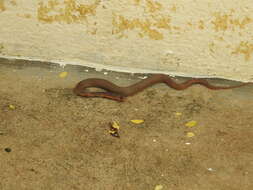 Image of Indian cobra