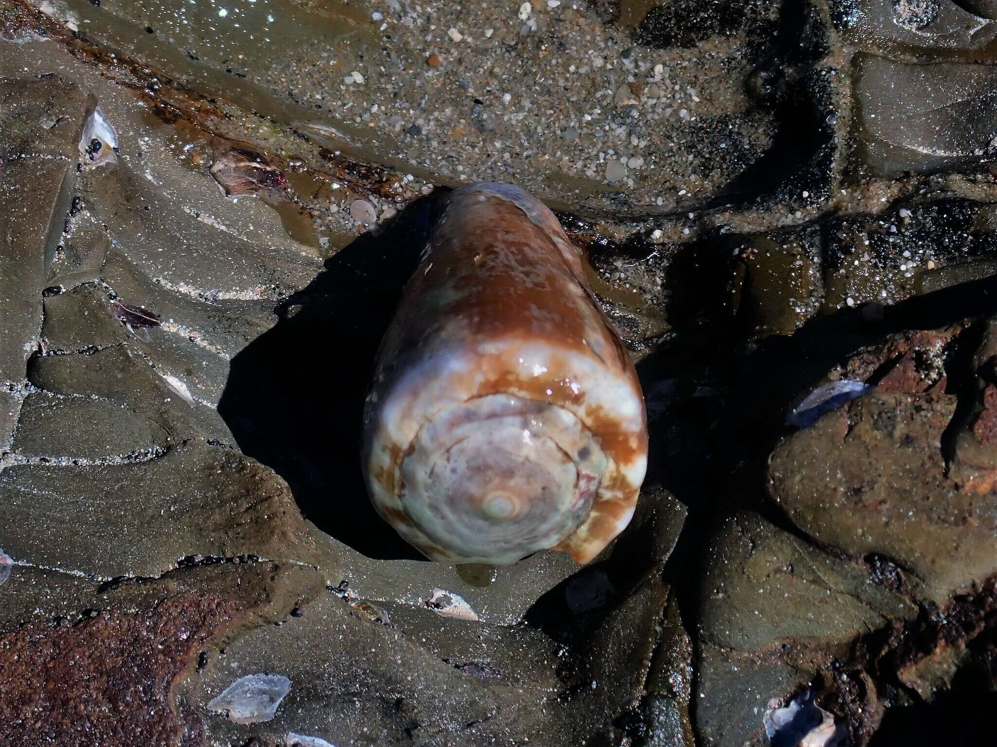 Image of blood-stained cone