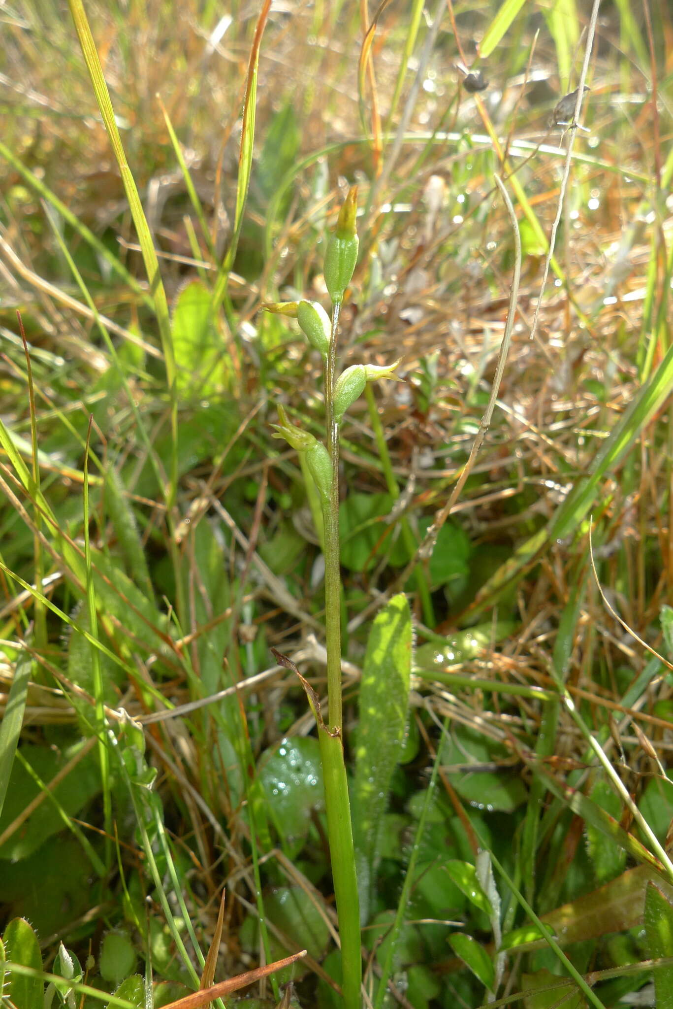 Imagem de Prasophyllum colensoi Hook. fil.