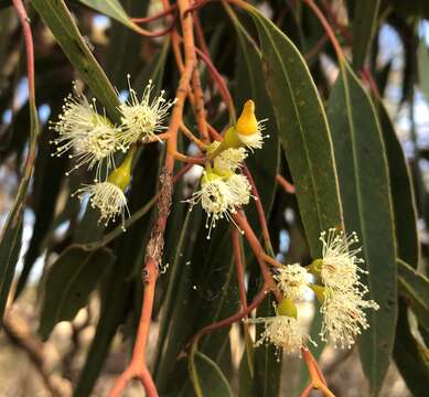 Image of Red Mallee