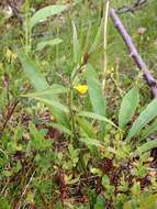 Image of Small cow-wheat